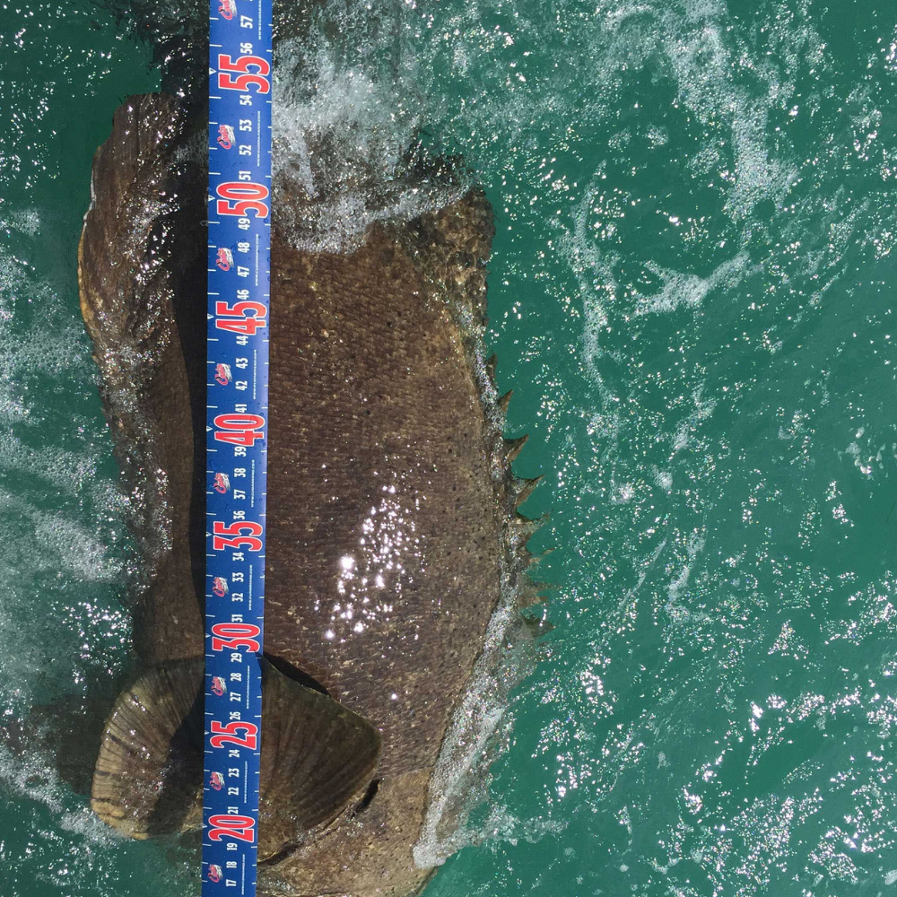 CUDA Fishing Accessorie Fish Measure Tape / Inches - Image 4
