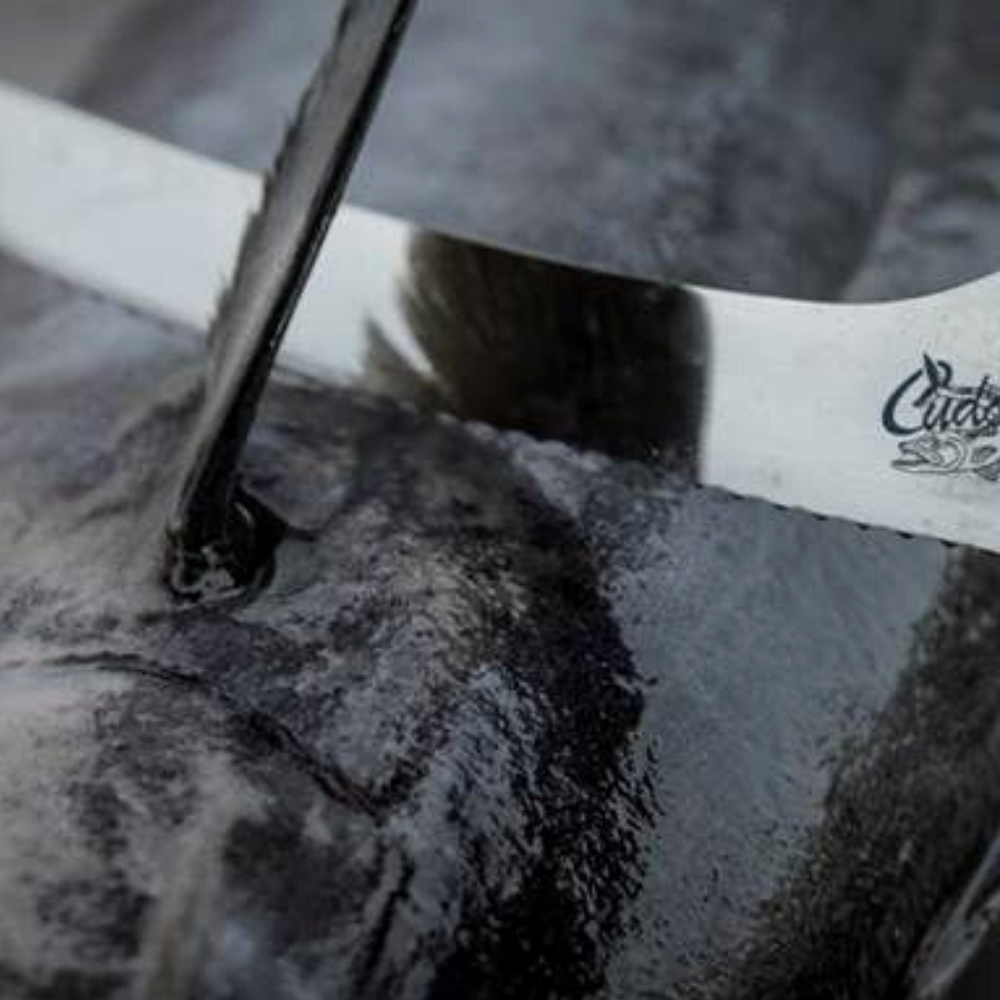 CUDA Fish Cutting Titanium Bonded Offset Serrated KNIFE 9" - Image 4