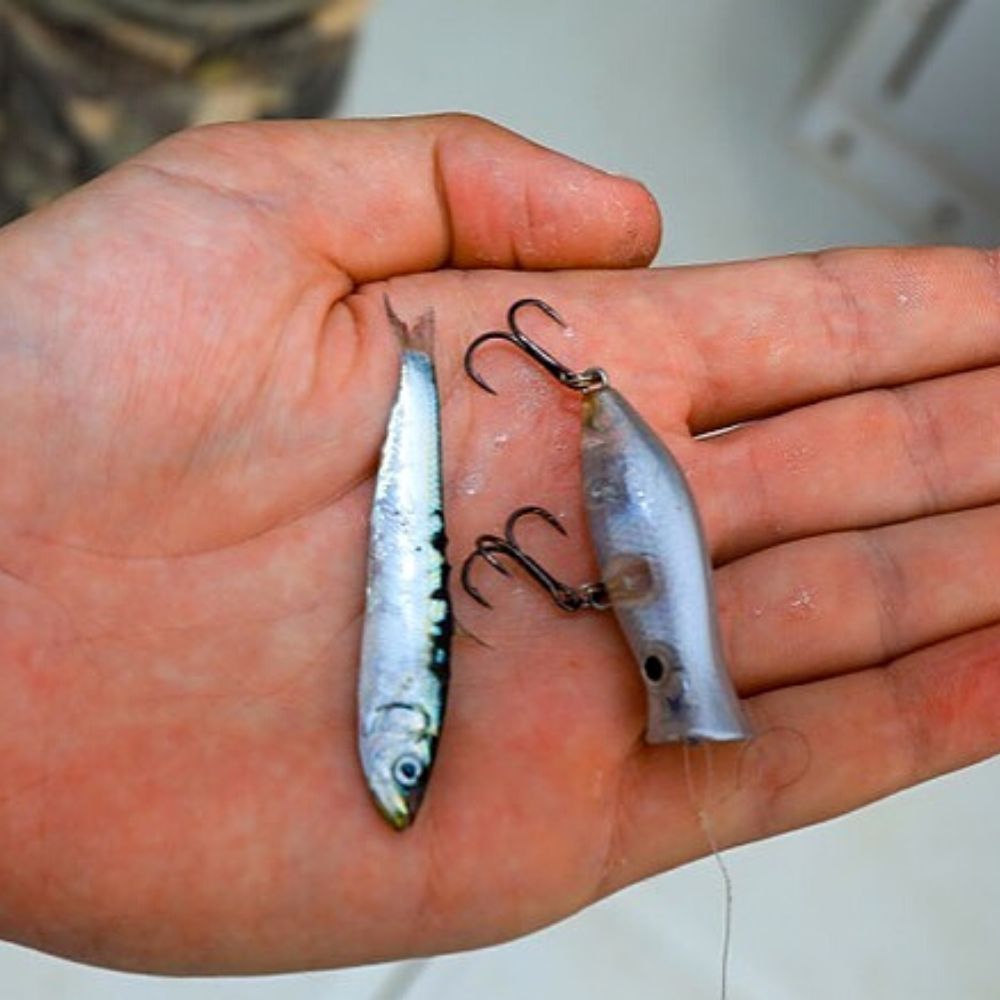 HALCO Ultra Light Fishing Popper Lure ROOSTA 45 - Image 13