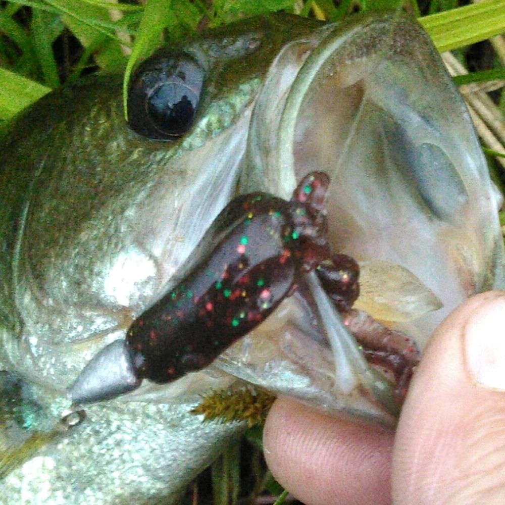NIKKO KASEI UL Fishing Soft Bait Lure Dappy TADPOLE 2.9in/2pcs - Image 6