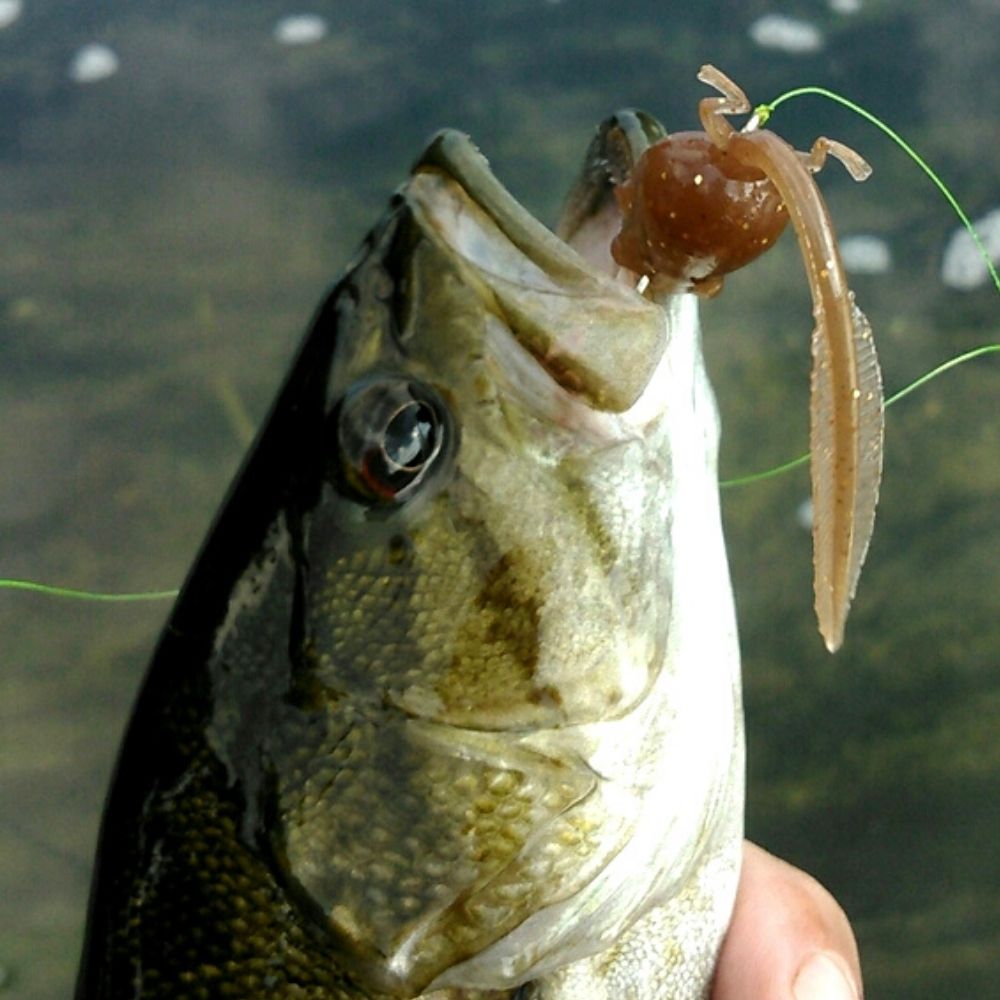 NIKKO KASEI UL Fishing Soft Bait Lure Dappy TADPOLE 2.9in/2pcs - Image 5