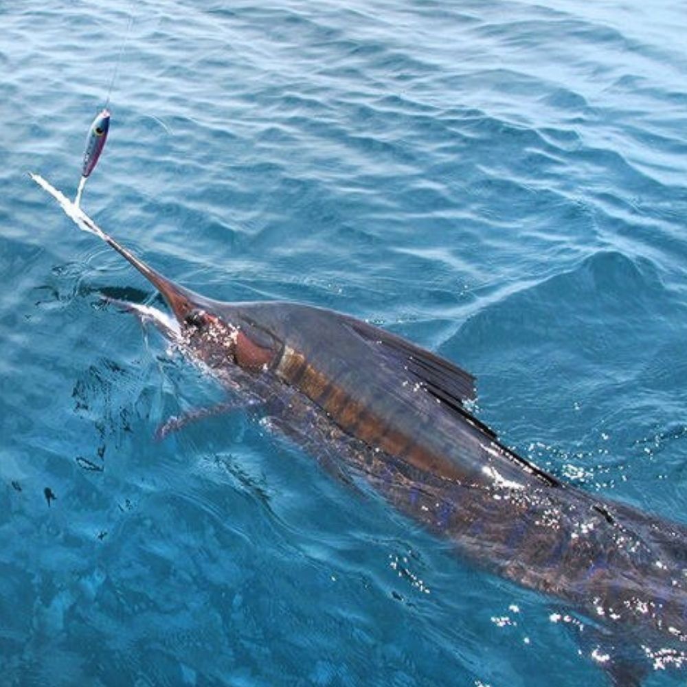 SFT Offshore Fishing Hookless Pencil Lure FEIYU SAILFISH 170F - Image 11