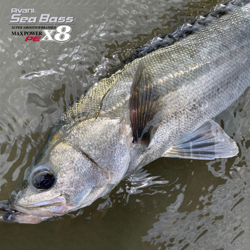 VARIVAS Super Smooth/Silky Touch Braid Line AVANI Seabass MAX POWER X8 Status Gold 150m - Image 4