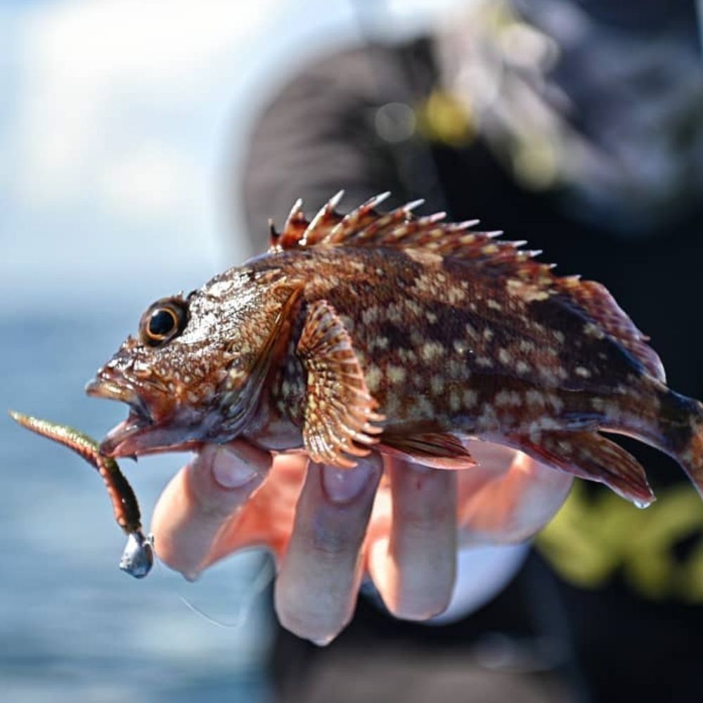 BKK Ultra Light Fishing Micro Jighead SILENT CHASER Punch Head LRF - Image 3