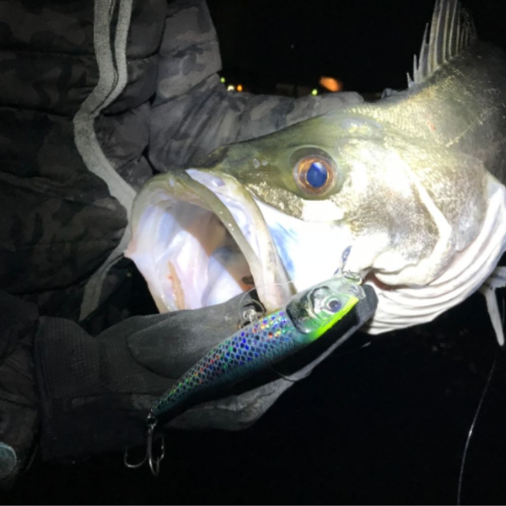 LITTLE JACK Saltwater Floating Jerkbait Minnow Lure FORMA GLOSS 23 125mm/23g - Image 8