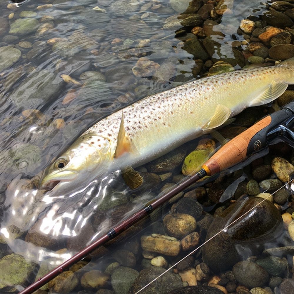 NS BLACK HOLE Trout Fishing Ultimate Spinning Rod LEOPARD BORON S-682 - Image 9