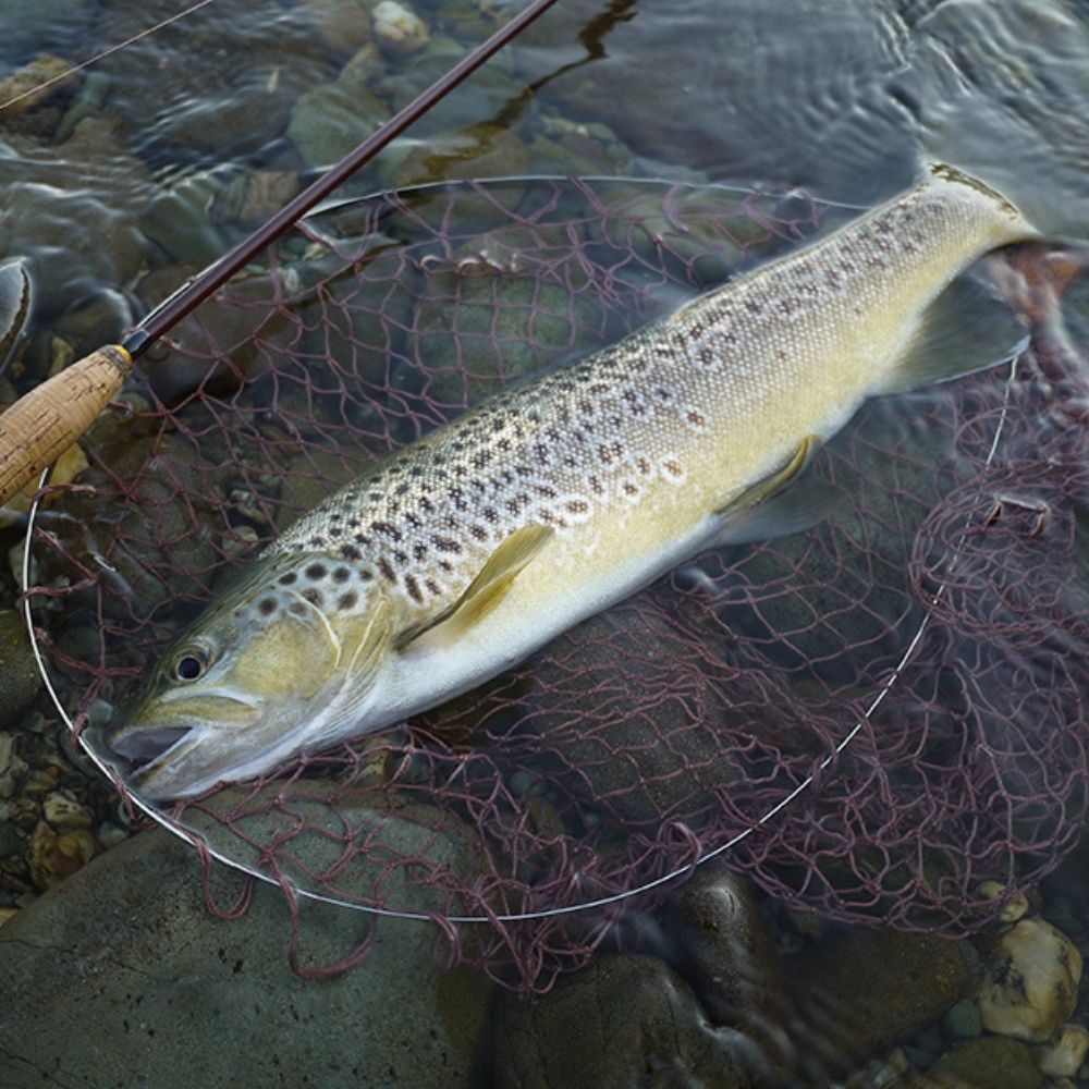 NS BLACK HOLE Trout Fishing Ultimate Spinning Rod LEOPARD BORON S-682 - Image 8