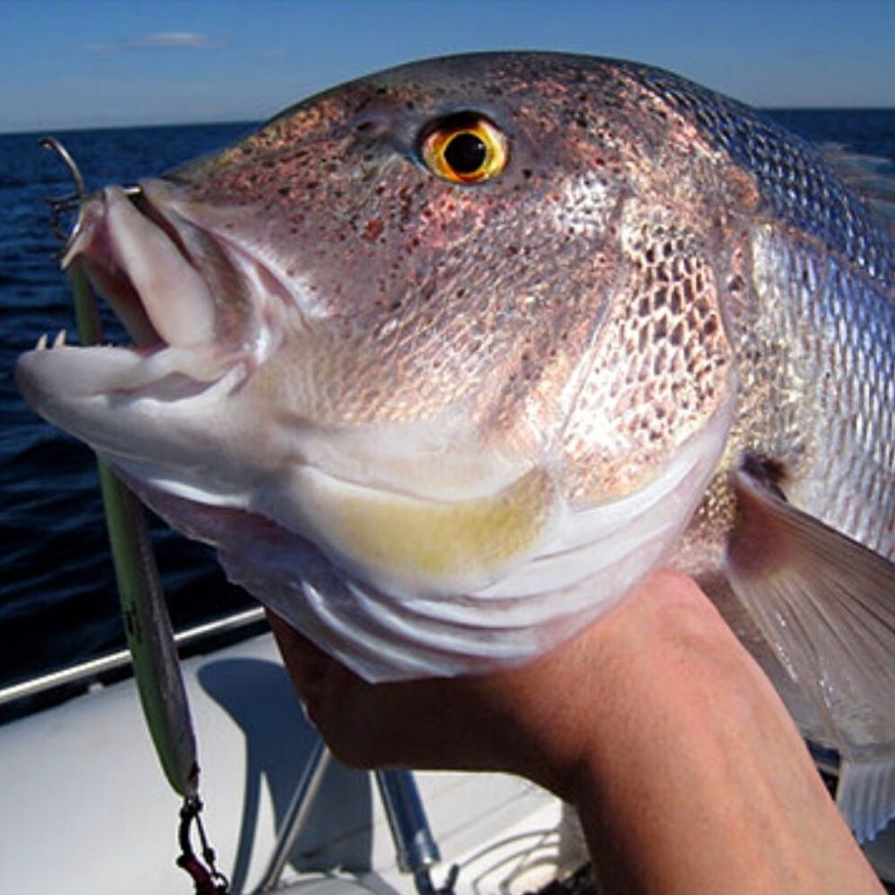 HART Saltwater Needle FIsh Shape Metal Jig Lure AKULA 320g Pink Silver - Image 3