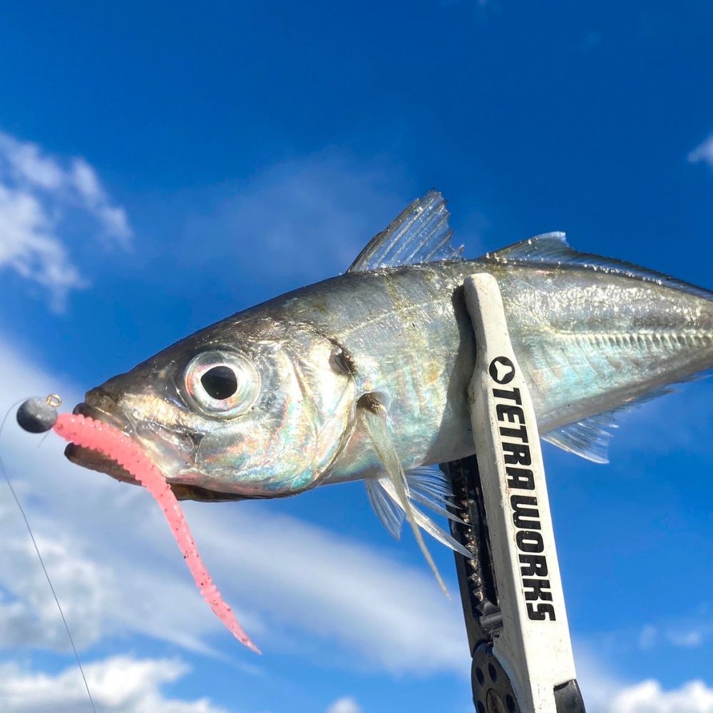 DUO Ultra Light Fishing Scented Soft Bait Lure Tetra Works PIPIN - Image 15
