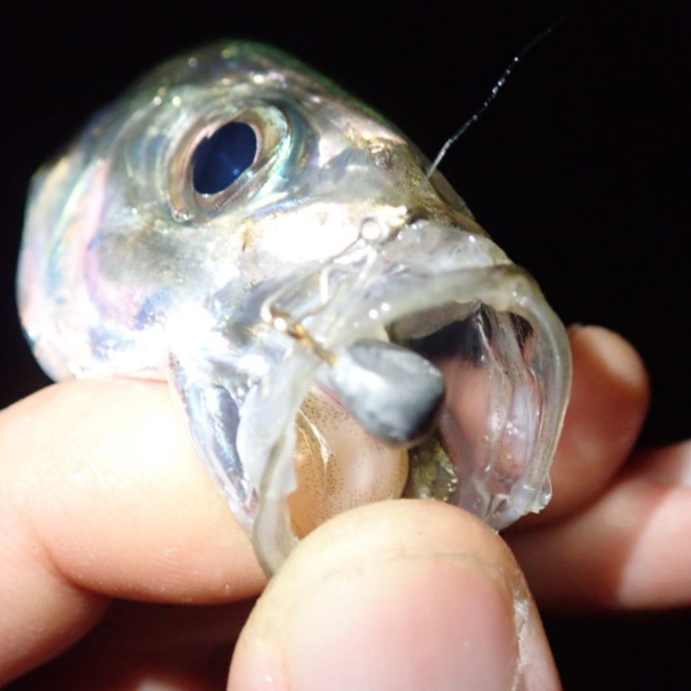 DUO Ultra Light Fishing Jig Head Tetra Works SNIP HEAD - Image 11