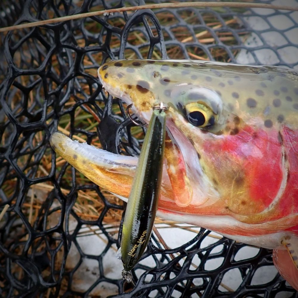 JACKSON Trout Fishing Jerkbait Lure TROUT TUNE HW55 - Image 11