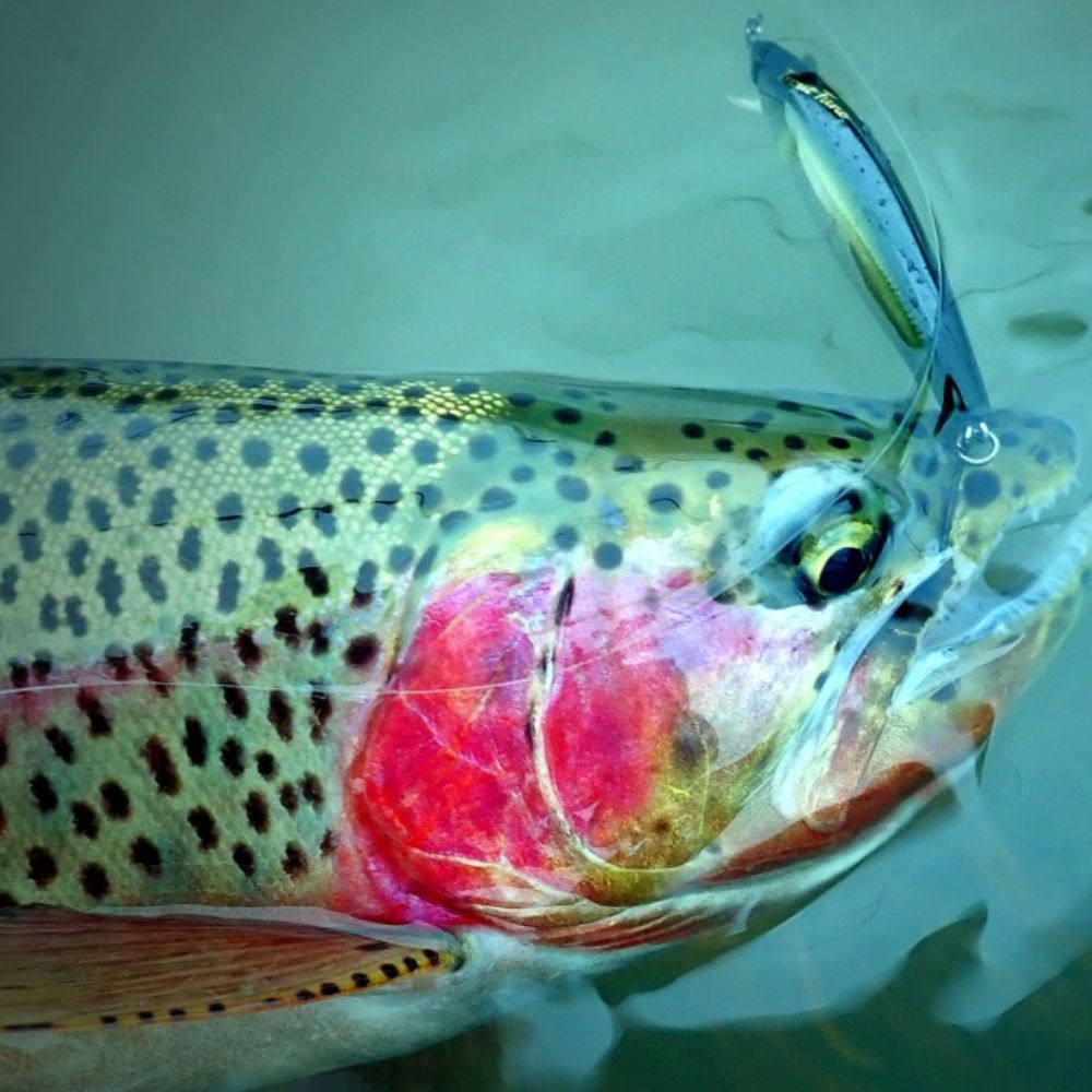JACKSON Trout Fishing Jerkbait Lure TROUT TUNE HW55 - Image 12