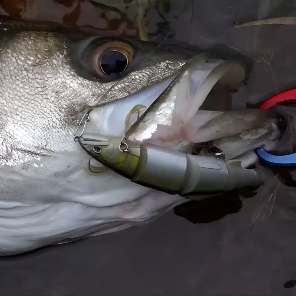DUO Topwater Jointed Lure Realis DEAD DRIFT 100 - Image 3