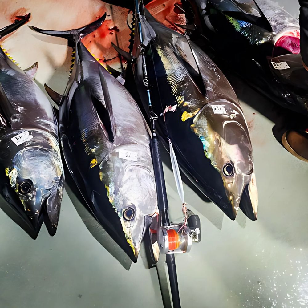 MAJOR CRAFT Offshore Jigging Baitcasting Rod GIANT KILLING Power Game GXJ-B62PGXX - Image 8
