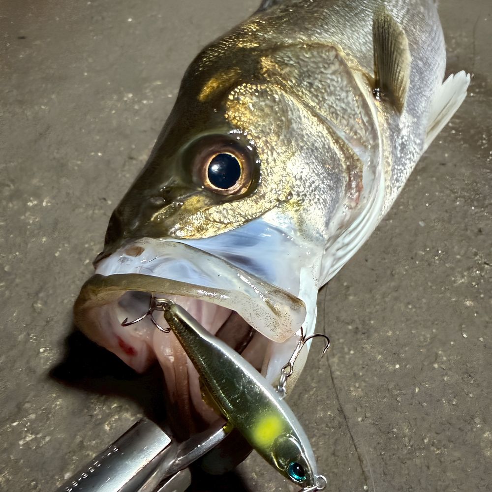 DUO TETRA WORKS Floating Diving Pencil Lure CHIBI FLAT 50 - Image 3